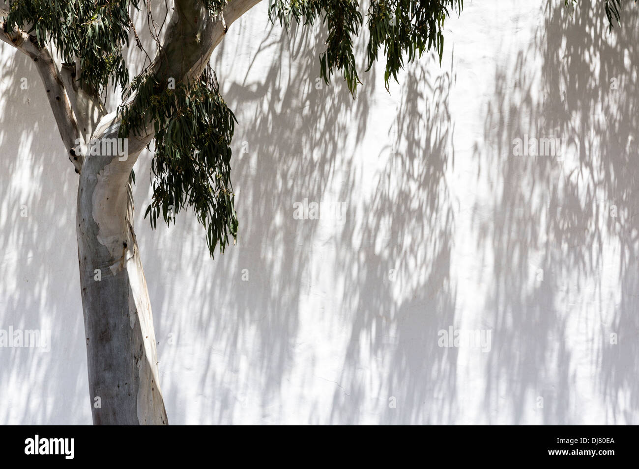 Les ombres de l'arbre et les feuilles d'eucalyptus sur mur blanc, Teguise, Lanzarote, îles Canaries, Espagne Banque D'Images