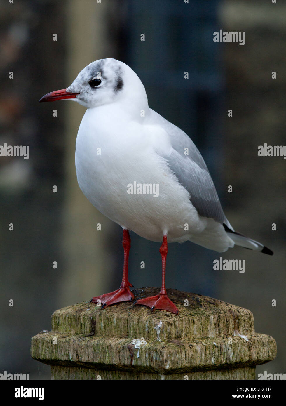 Mouette debout sur un poste en bois Banque D'Images