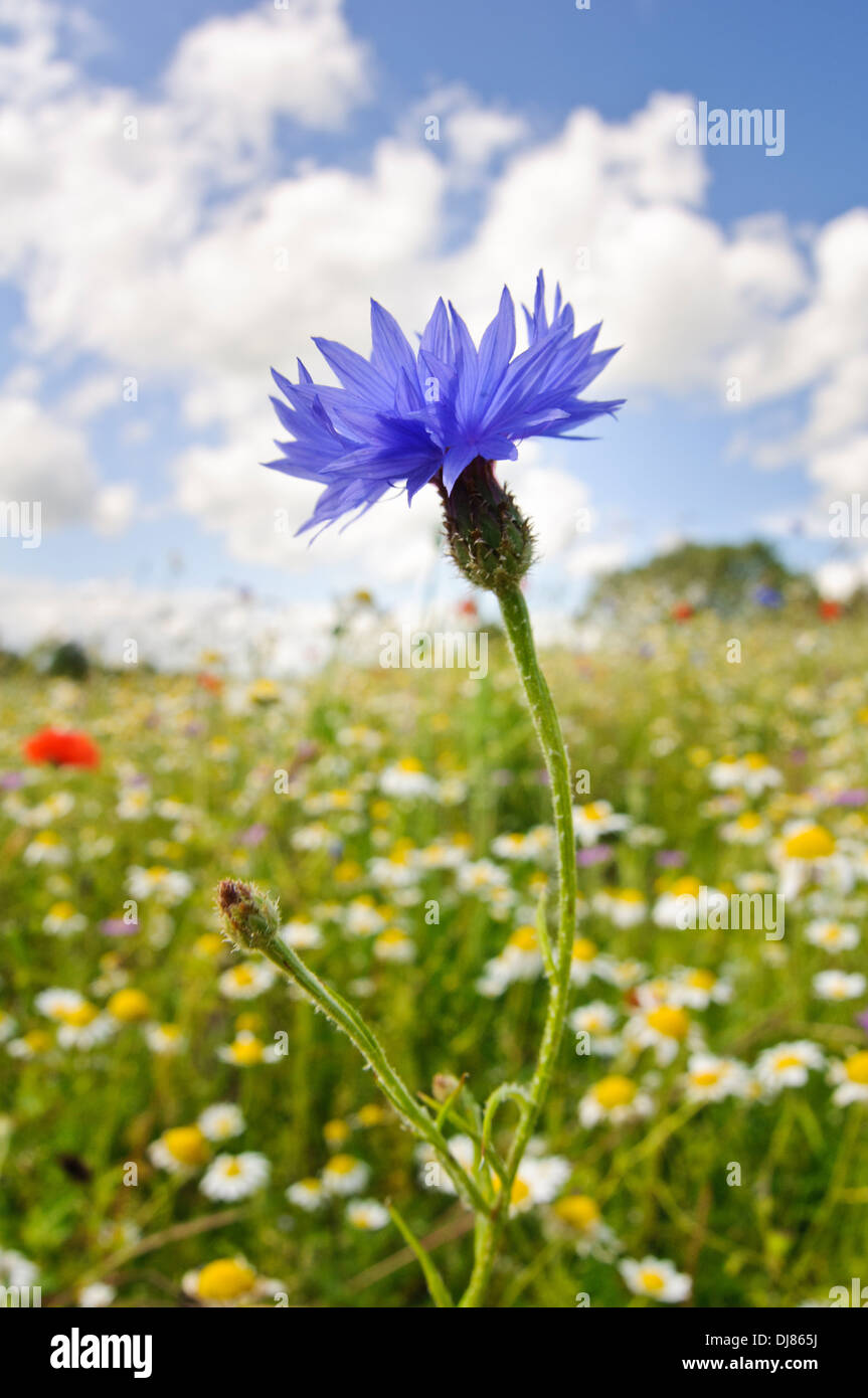Le bleuet (Centaurea cyanus) croissant dans un collège à hay Meadow Lake Nature Reserve, dans le Buckinghamshire. juin. Banque D'Images