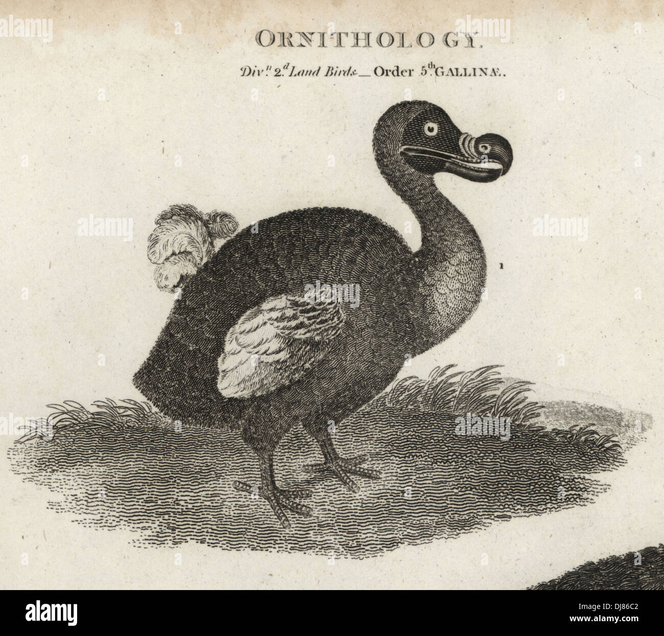 Raphus cucullatus, Dodo, oiseau disparu. Banque D'Images