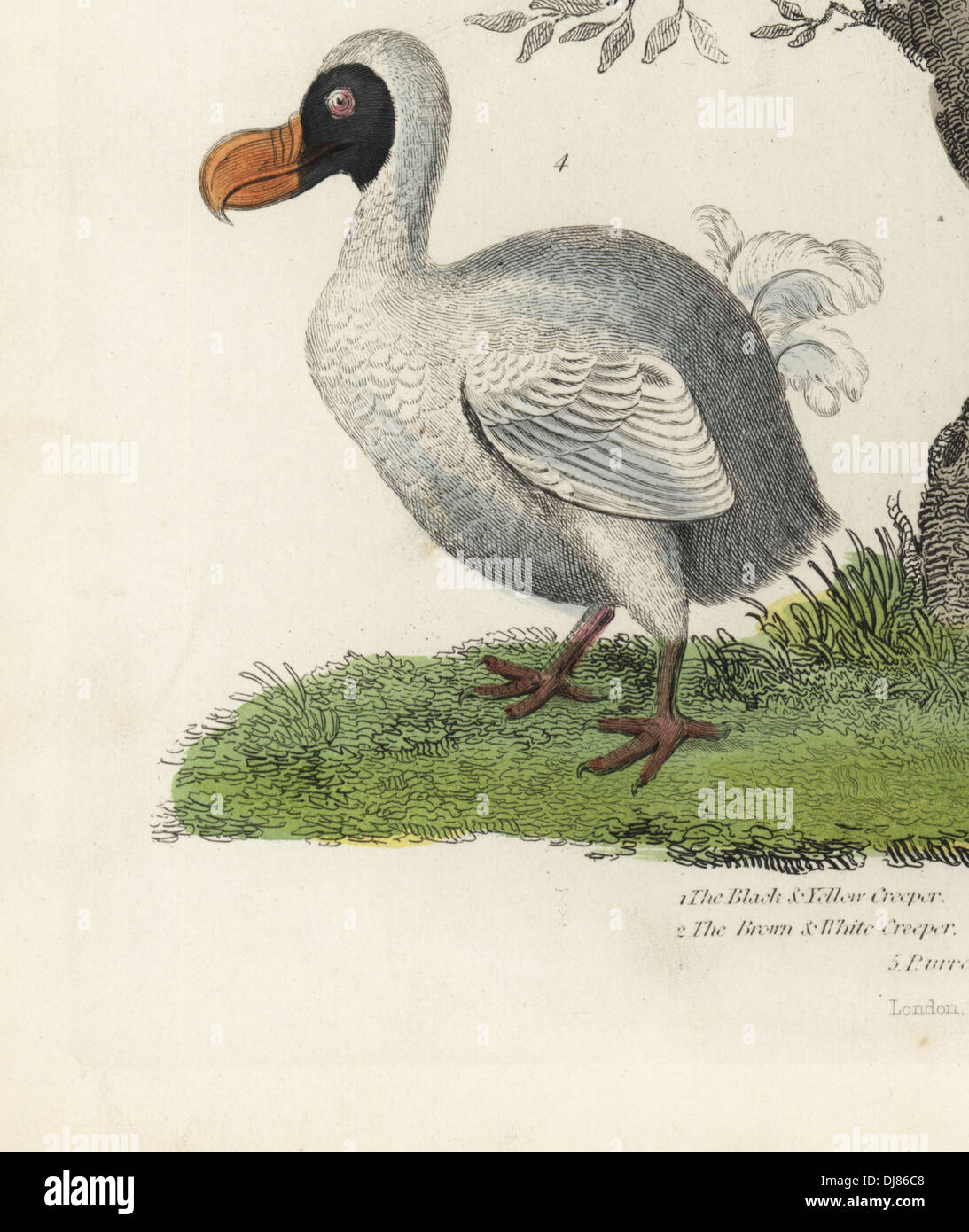 Raphus cucullatus, Dodo, oiseau disparu (anciennement Didus ineptus). Banque D'Images