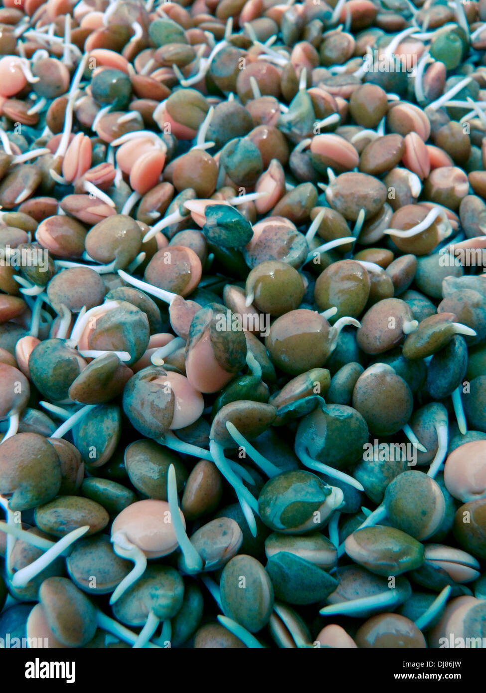 Avec les lentilles germées, Lens esculenta F, lentilles rouges, Lens culinaris L. Banque D'Images