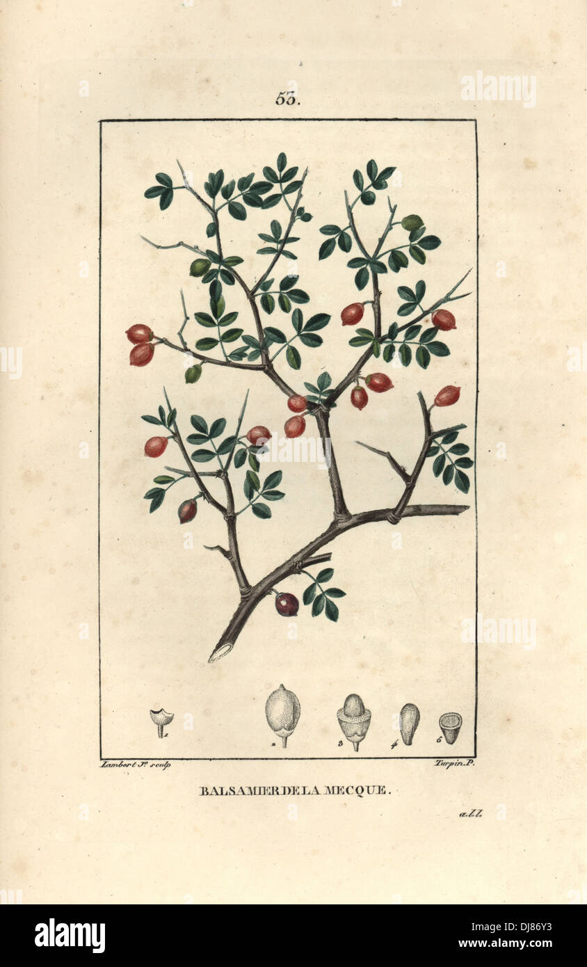Ou le baume de baume de Galaad, Commiphora gileadensis. Banque D'Images