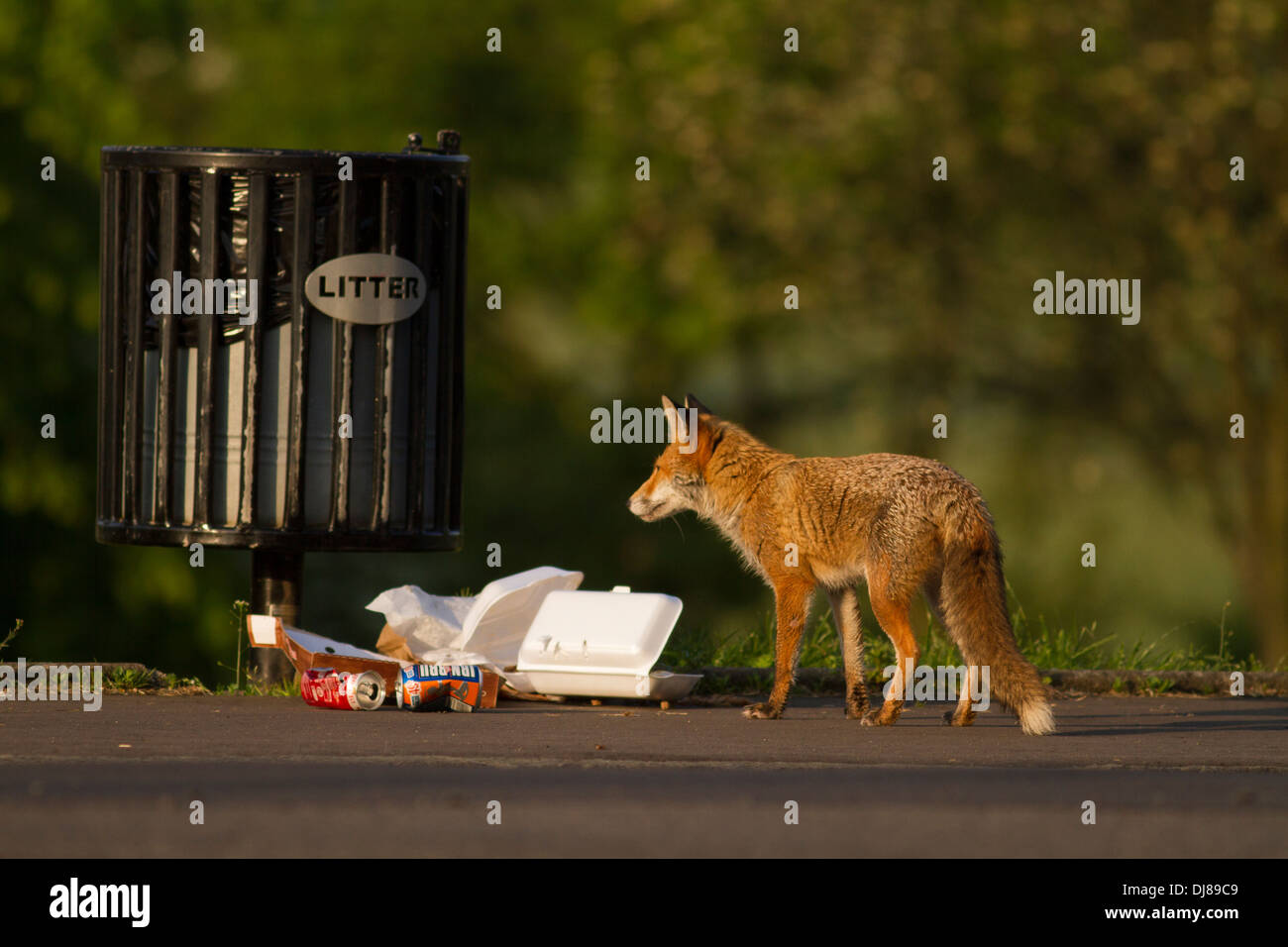 Urban red fox (Vulpes vulpes).Glasgow. L'Écosse. Banque D'Images