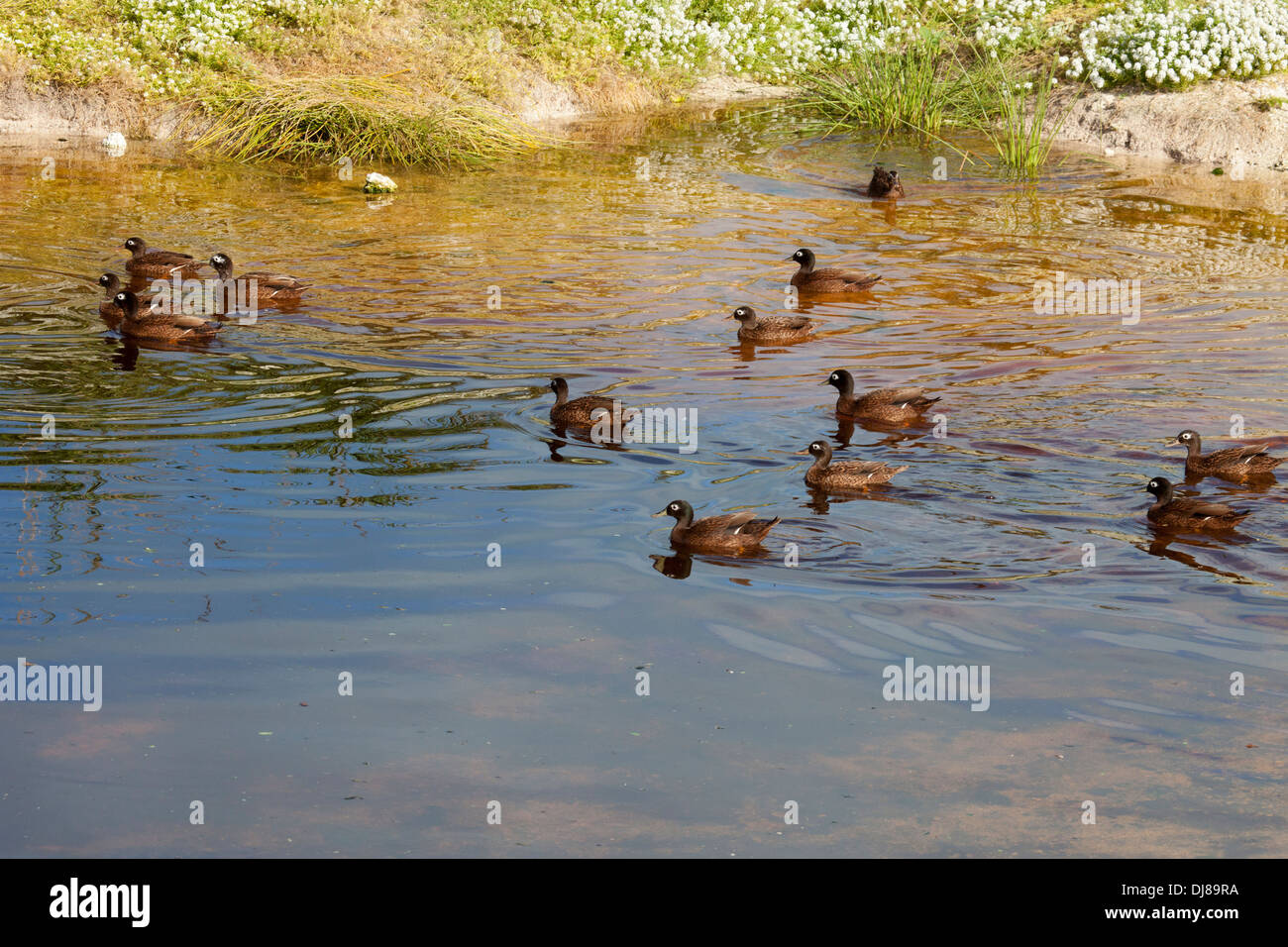 Les canards Laysan, en danger critique d'extinction, nagent dans un étang de l'atoll Midway. Anas laysanensis. Banque D'Images
