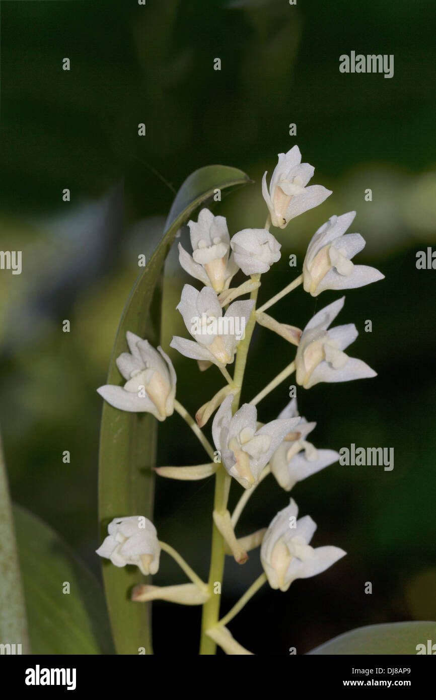 Brosse à dents (Orchidée Habenaria heyneana) blanc, Inde Banque D'Images