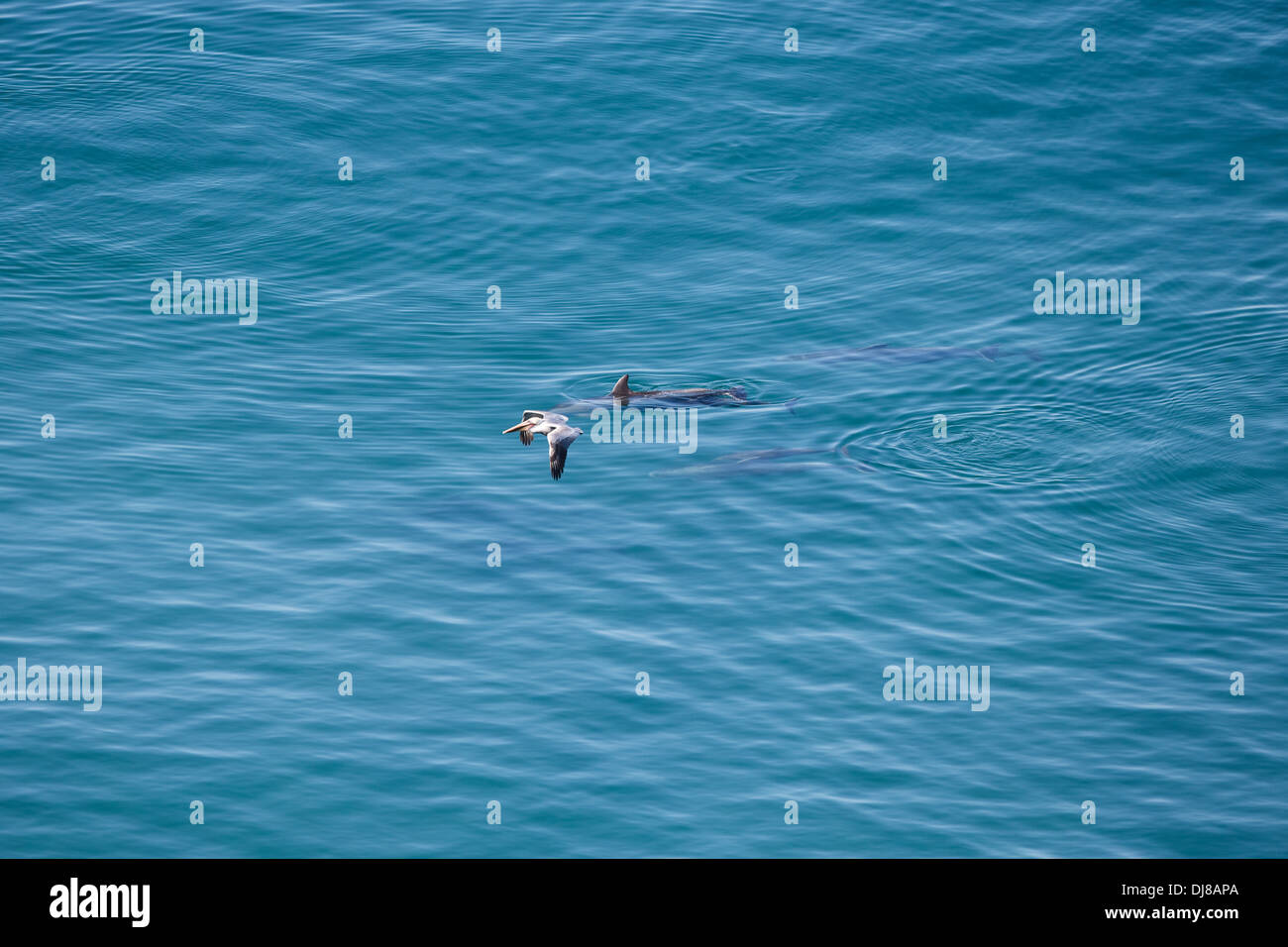 Un pélican et dauphins billet sur l'océan Pacifique à Torrey Pines State Beach à San Diego, Californie Banque D'Images