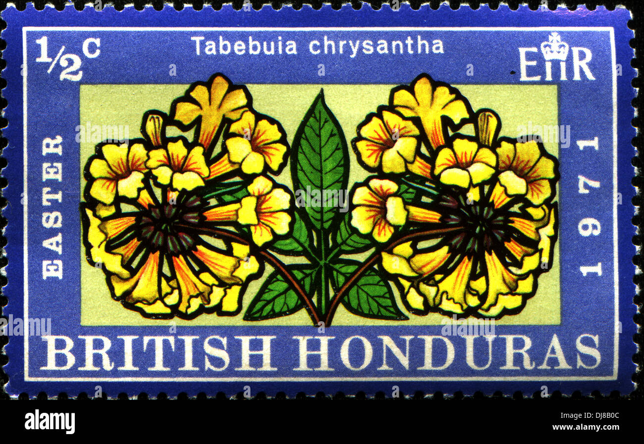 HONDURAS BRITANNIQUE - circa 1971 : timbre imprimé au Honduras britannique montre Tabebuia chrysantha, vers 1971 Banque D'Images