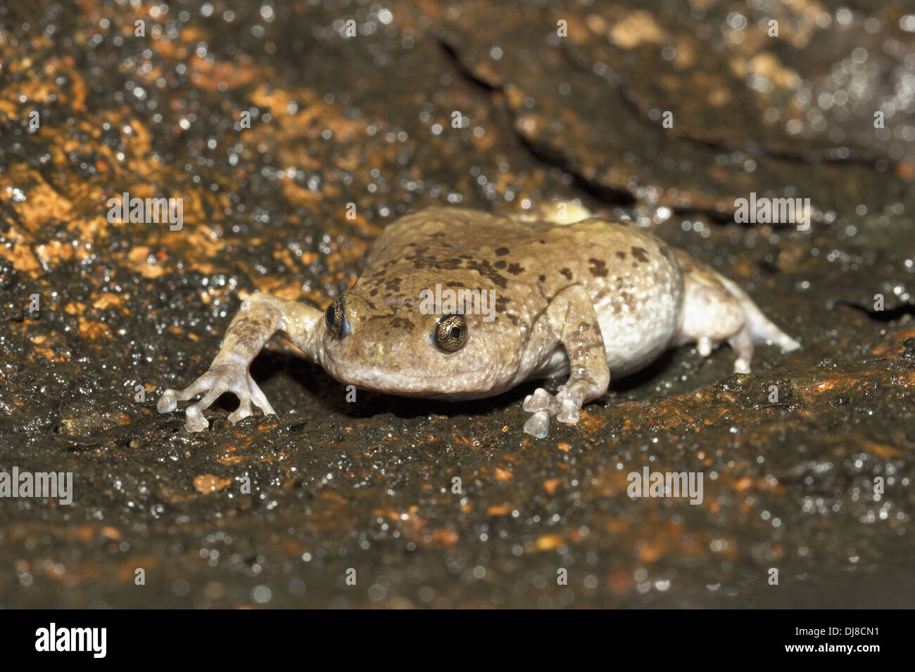 Mouthed frog étroit. Ramanella sp., l'Inde Banque D'Images