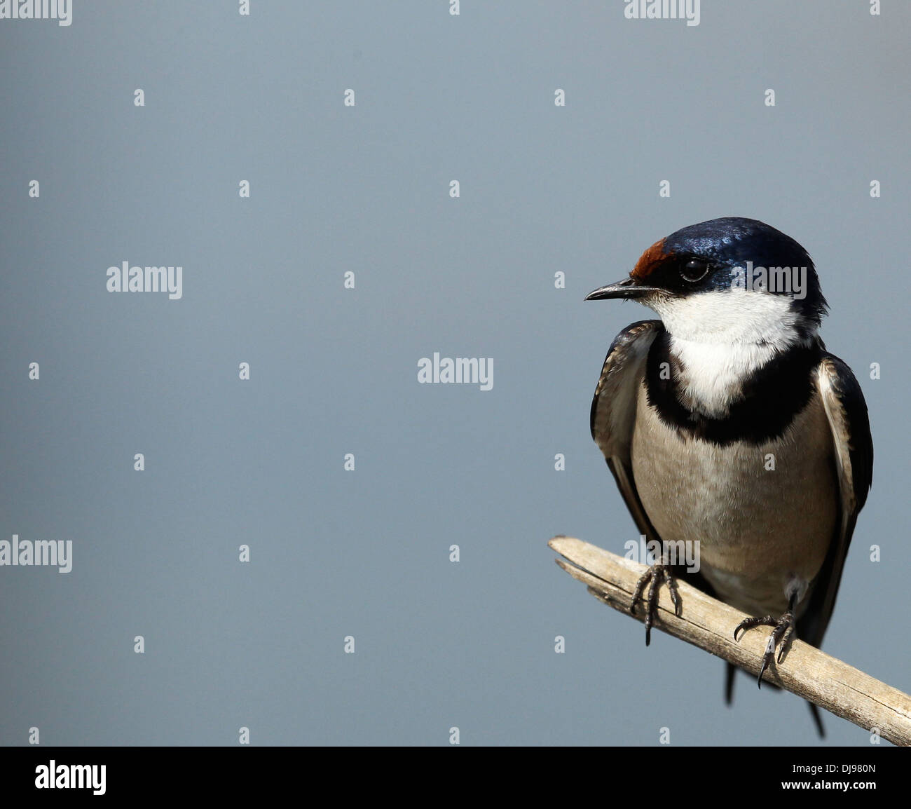 Queue fil swallow Hirundo smithii Banque D'Images