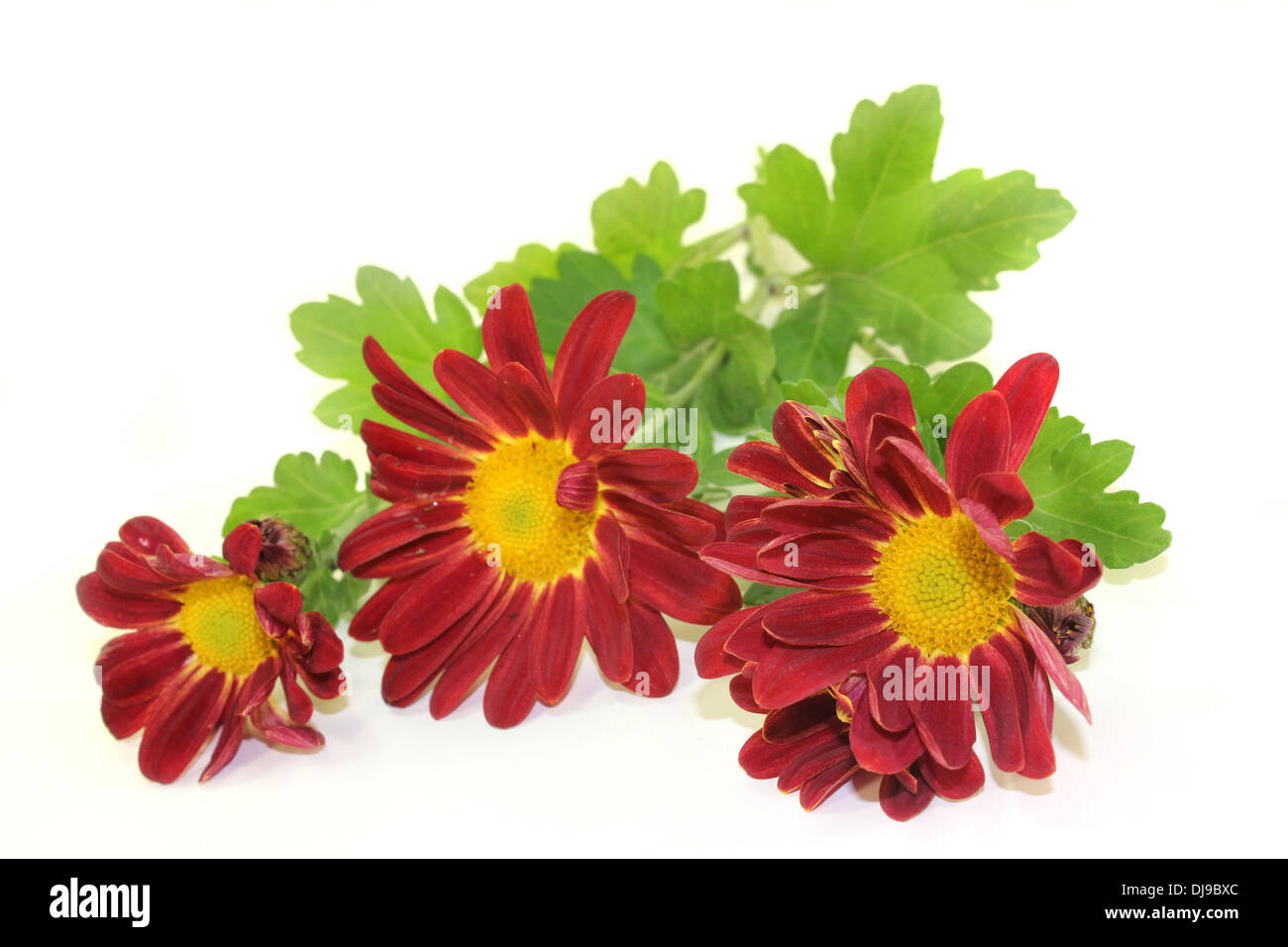 Un petit bouquet de chrysanthèmes sur fond blanc Banque D'Images