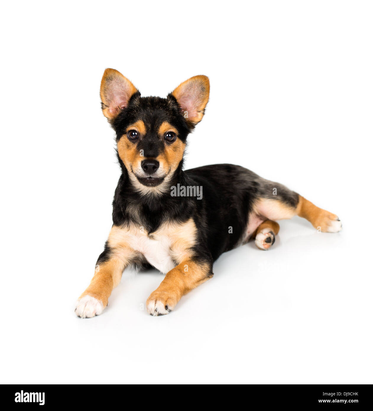 Petit Chien Sur Un Fond Blanc Banque Dimages Photo Stock