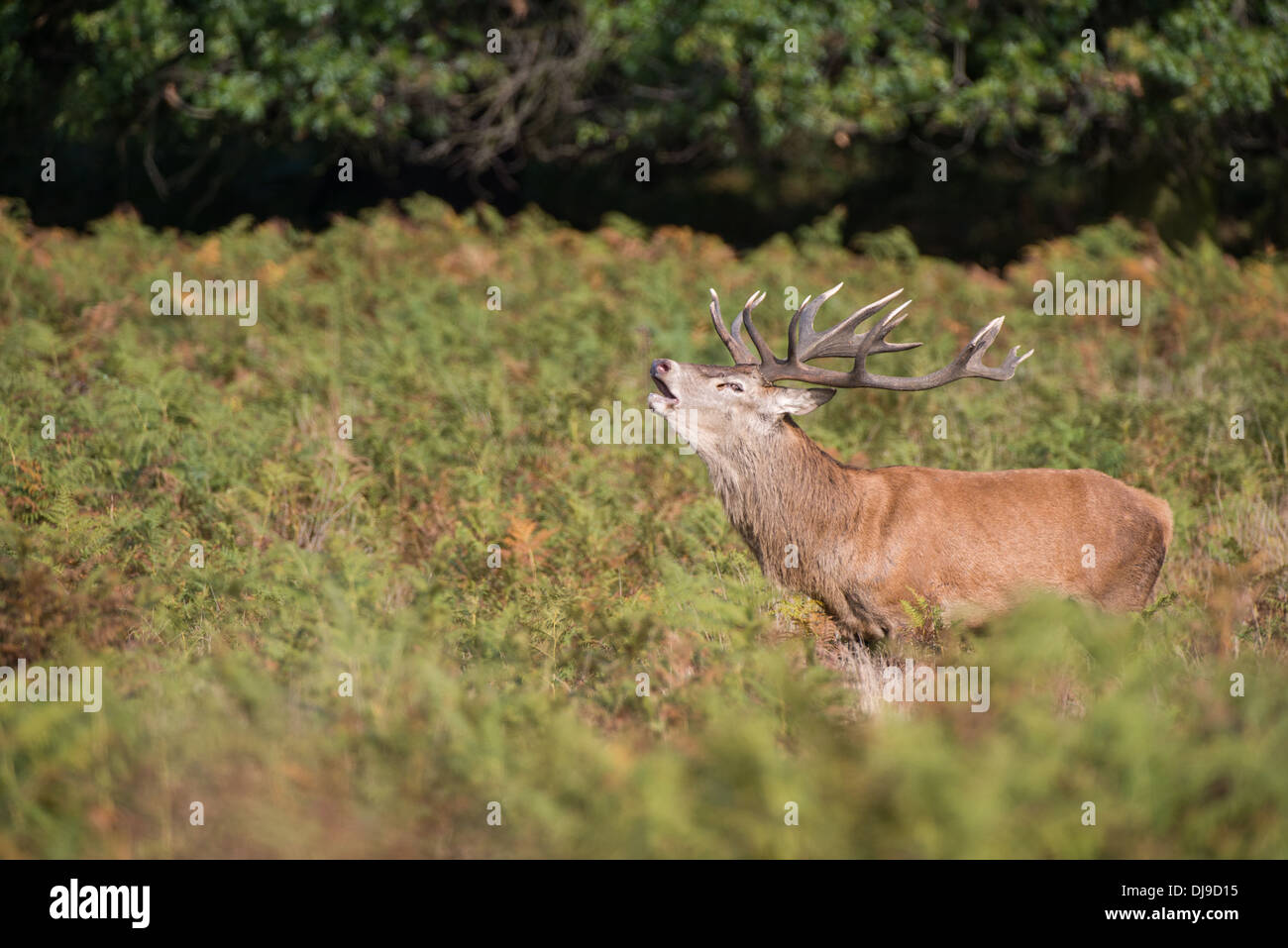 Red Deer Cerf (Cervus elaphus) pendant la saison de reproduction (RUT) Banque D'Images