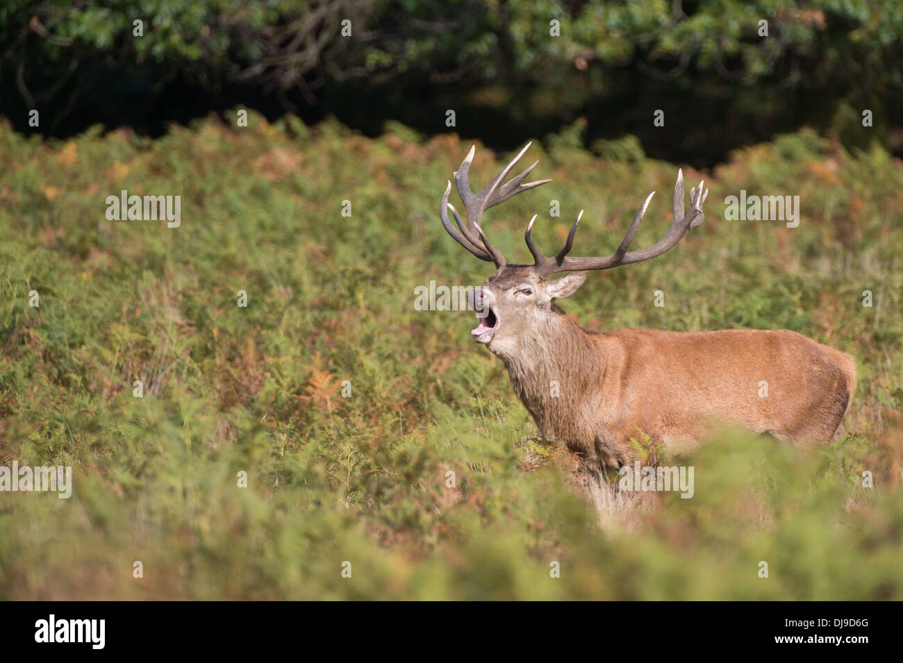 Red Deer Cerf (Cervus elaphus) pendant la saison de reproduction (RUT) Banque D'Images
