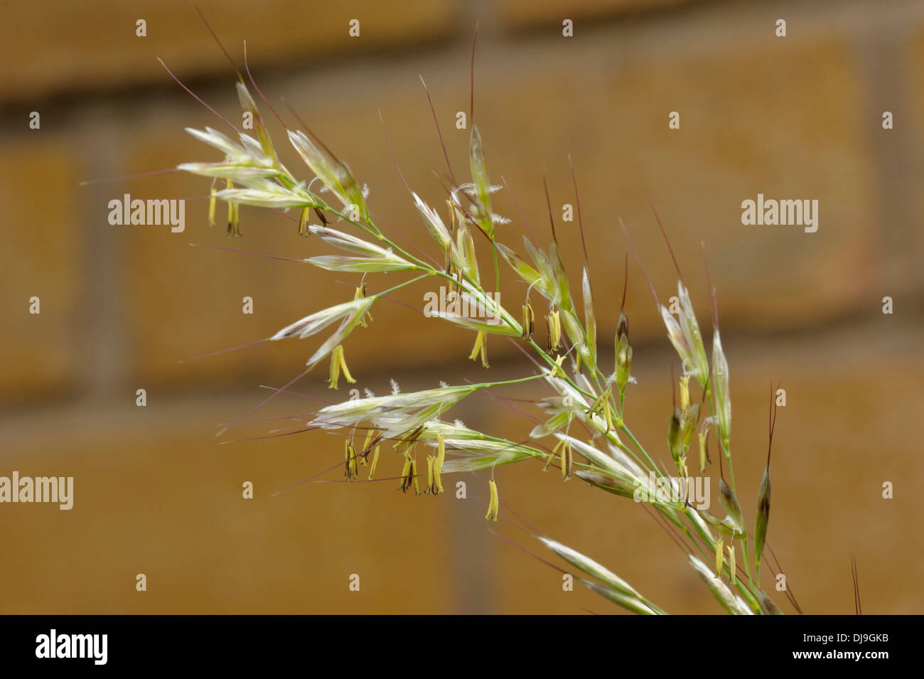 Le Oat-grass, Avenula pubescens Banque D'Images