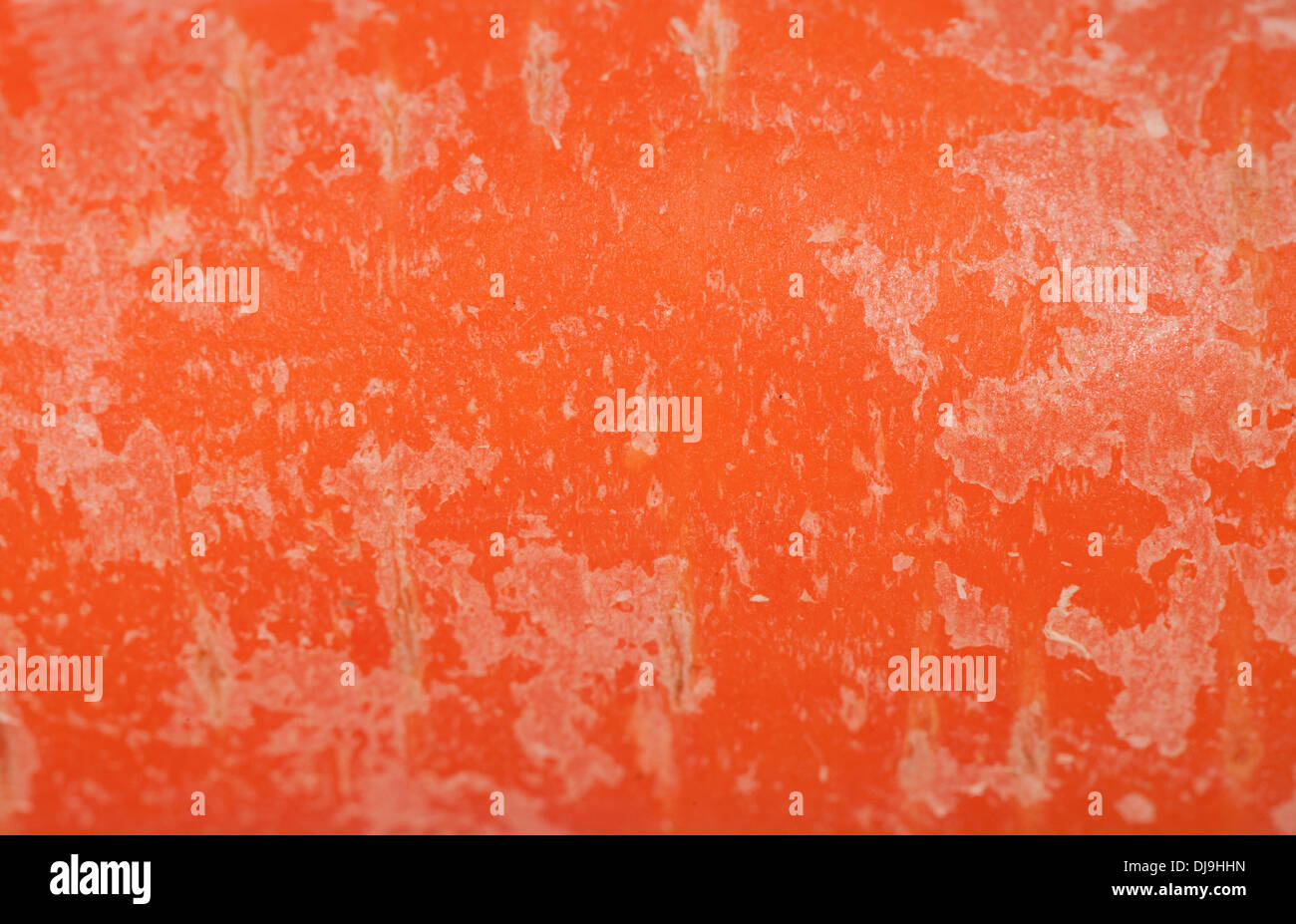 Résumé fond texture macro carotte Banque D'Images
