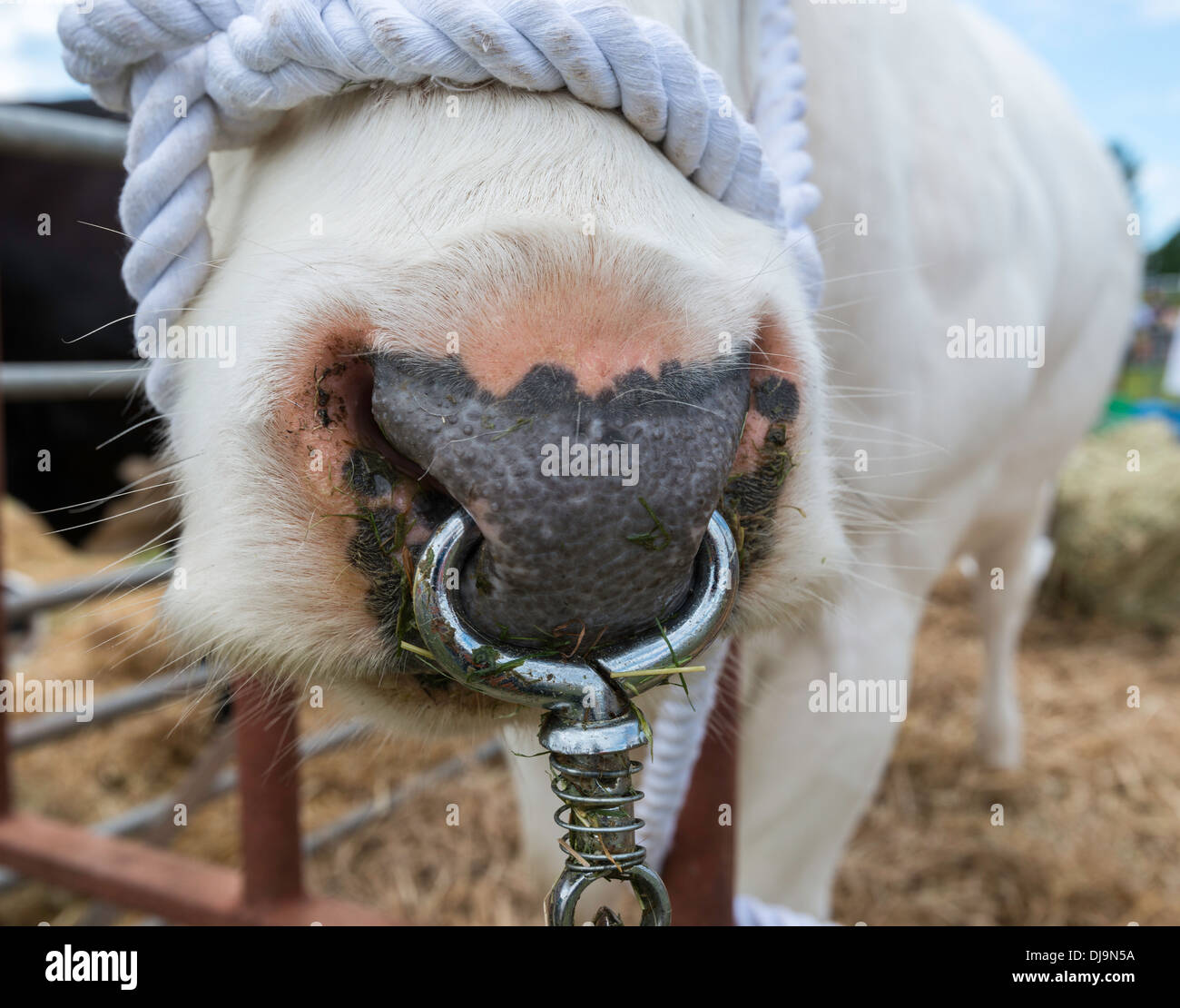 Close up de grande vache blanche avec anneau d'un note au stylo au salon de l'agriculture à Chepstow Wales UK. Banque D'Images
