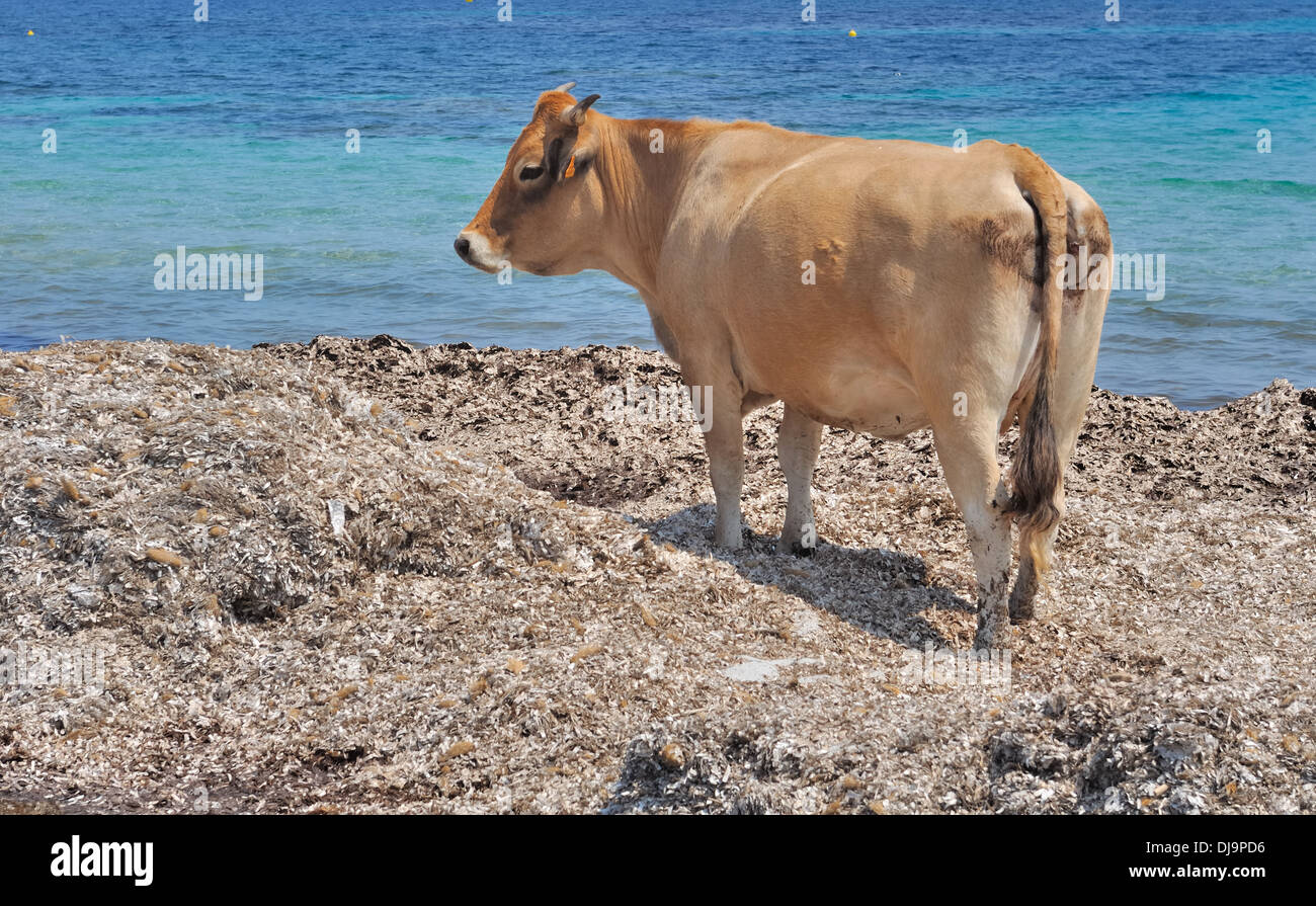 Vache en face de la mer sur une plage Corse Banque D'Images