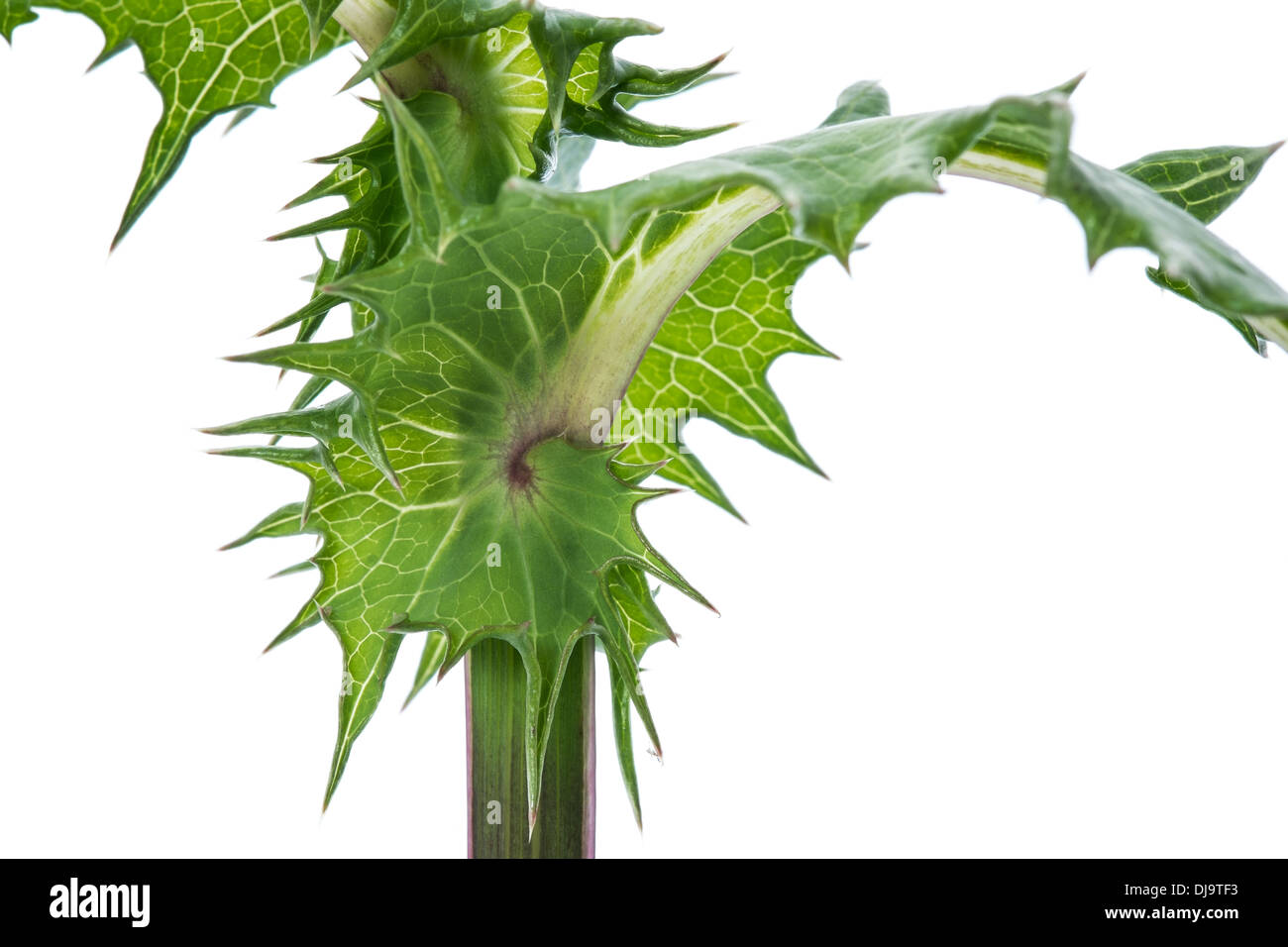 Close Up d'un chardon plante sur un fond blanc. Banque D'Images