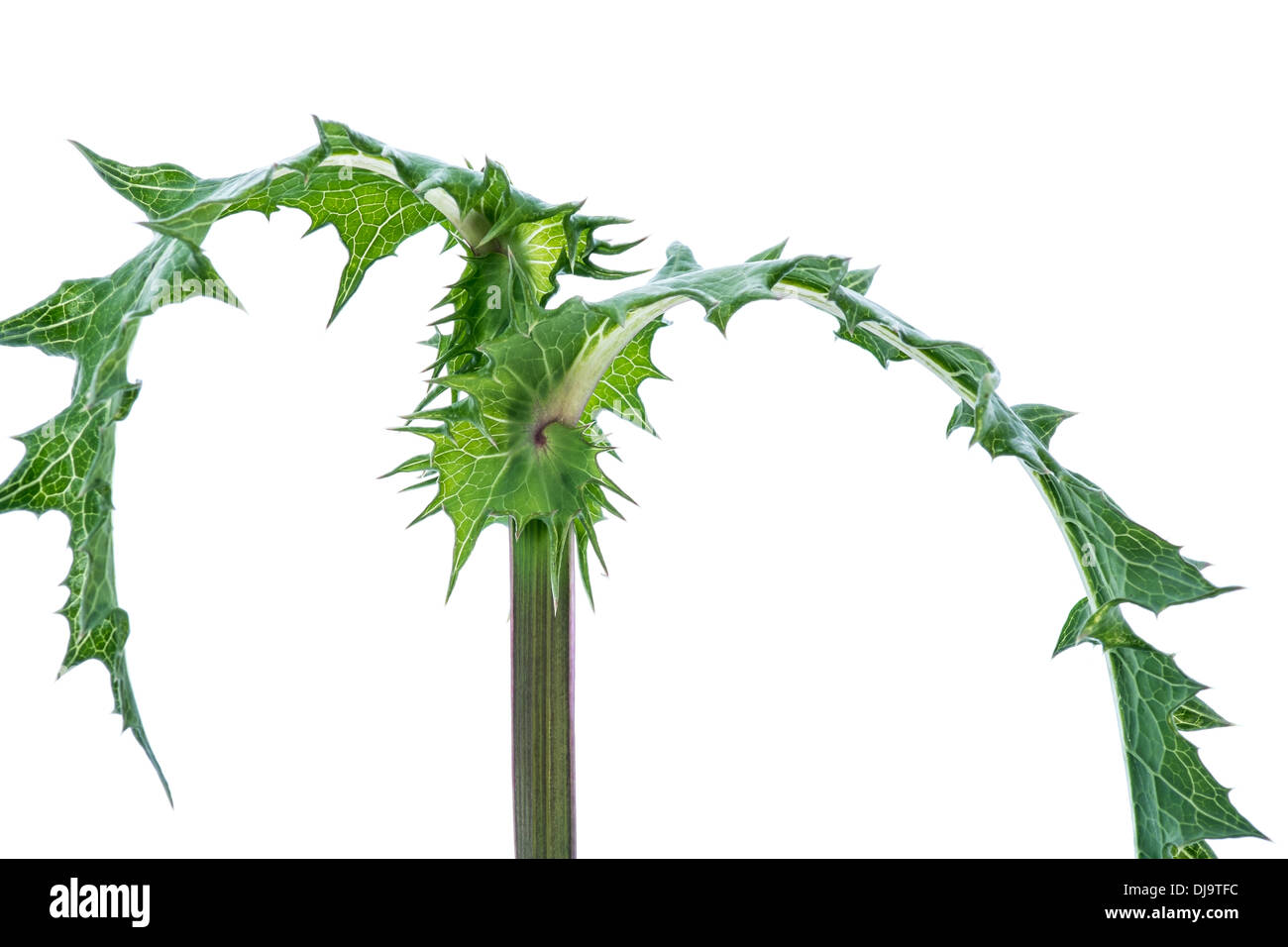 Close Up d'un chardon plante sur un fond blanc. Banque D'Images