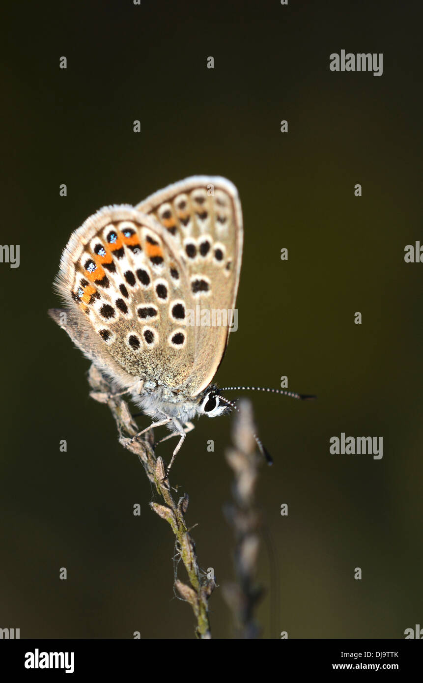 Un papillon bleu étoilé d'argent au repos UK Banque D'Images