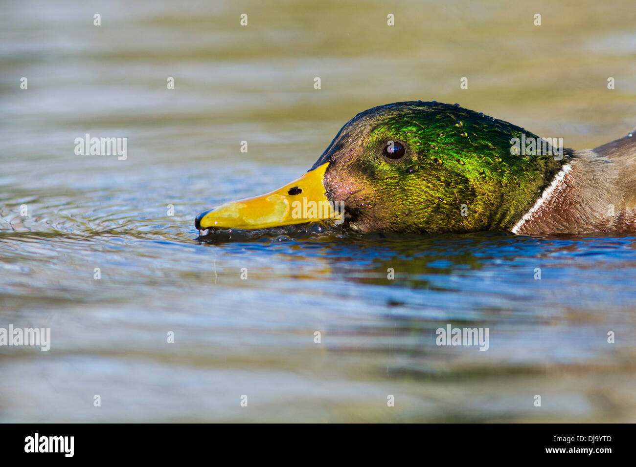 Plathyrincos drake canard (Anas) à la recherche de nourriture dans la lumière d'automne Banque D'Images