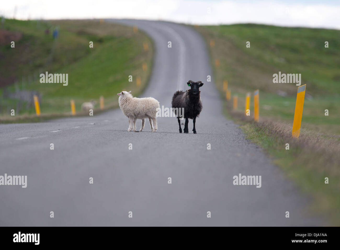 Deux moutons islandais debout sur une route et garde côtière canadienne Banque D'Images