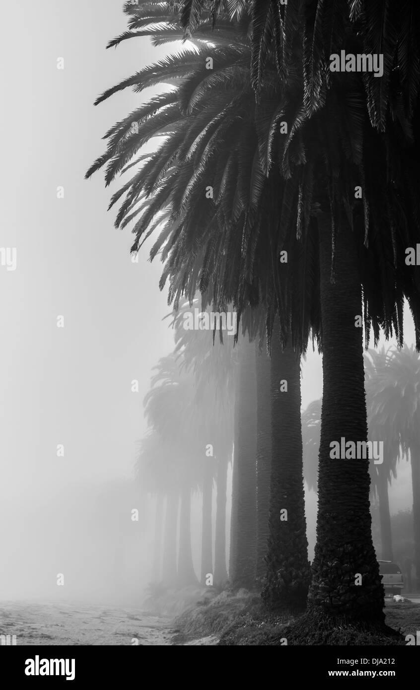 Vieux géant palmiers bordent la plage à Refugio State Beach près de Santa Barbara California USA Banque D'Images