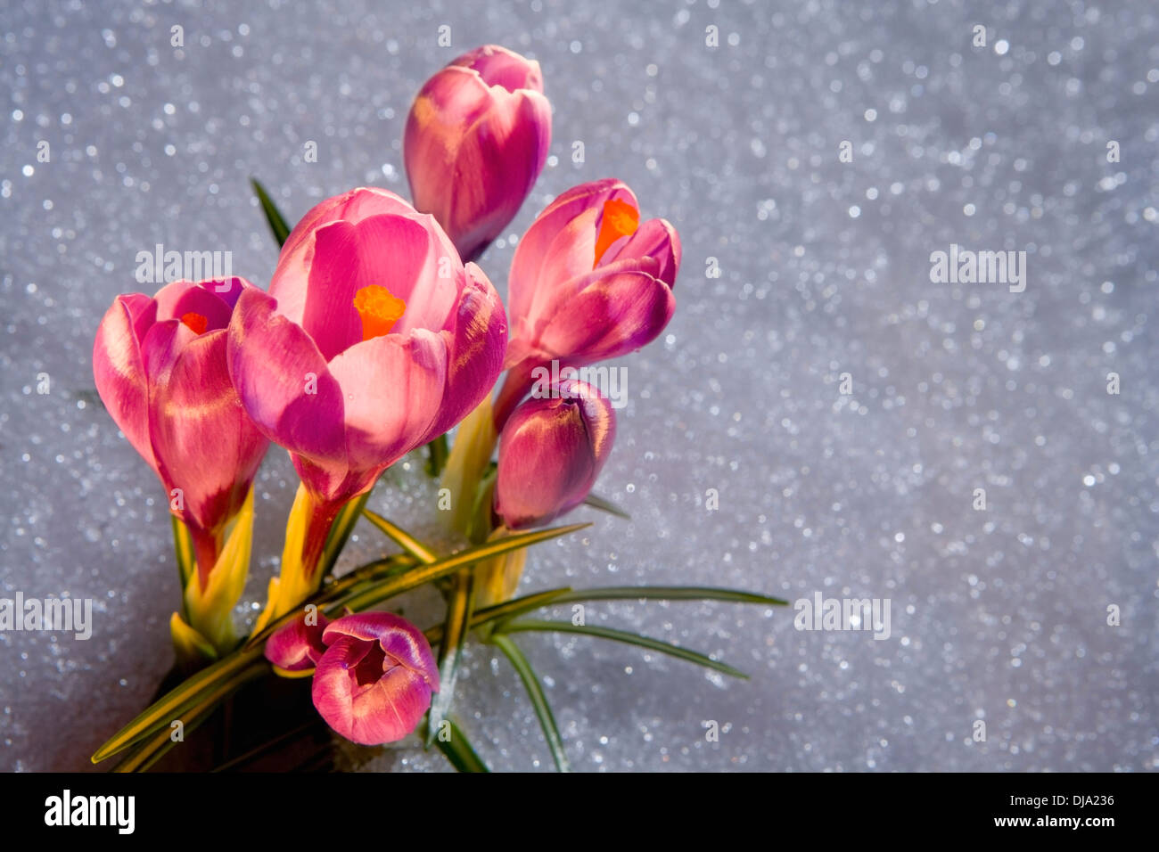 Fleur de Crocus Peeking jusqu'à travers la neige, Crépuscule. Technique de peinture de lumière. Au printemps. Centre Sud de l'Alaska Banque D'Images