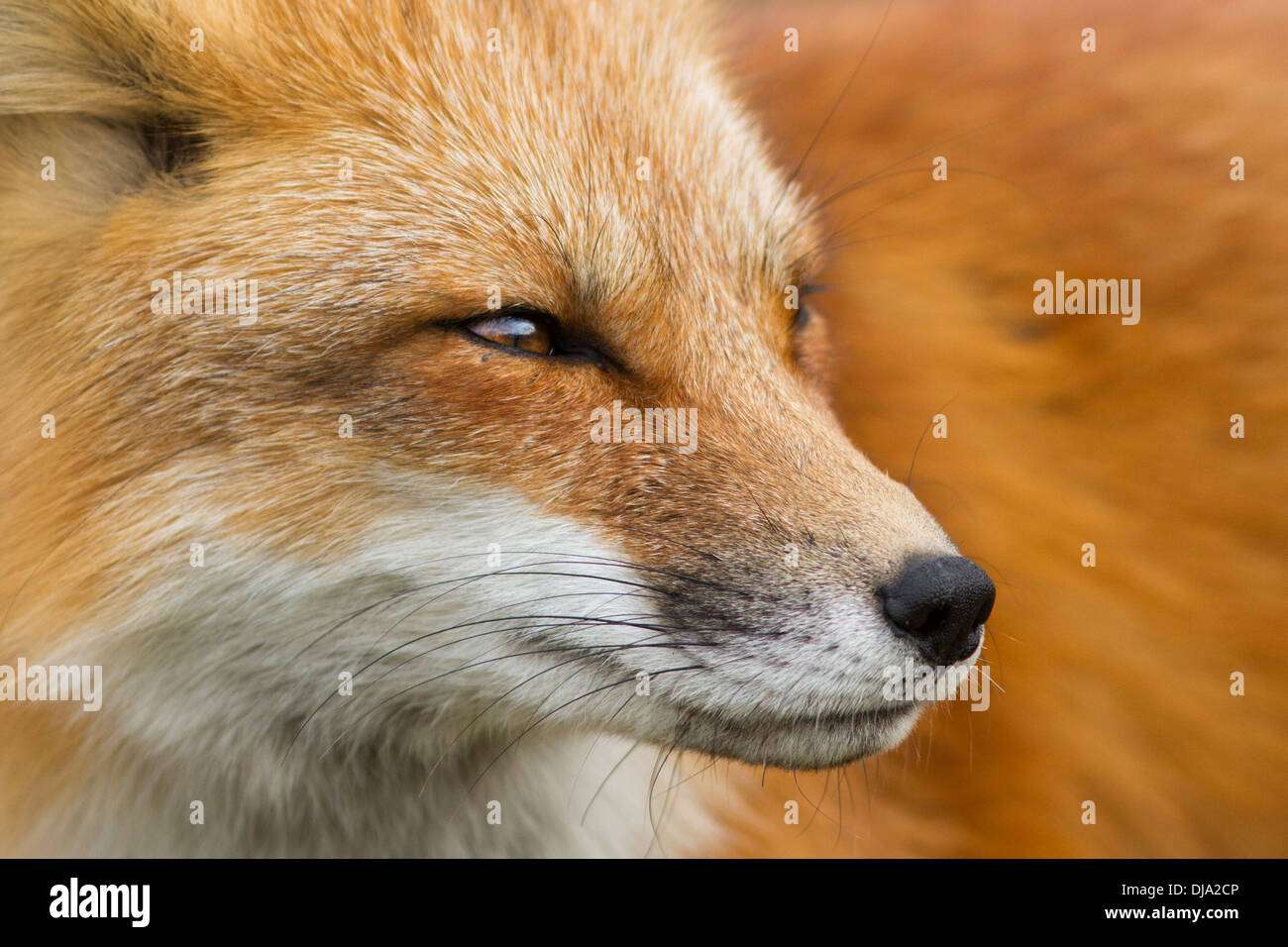 Portrait Red Fox Banque D'Images