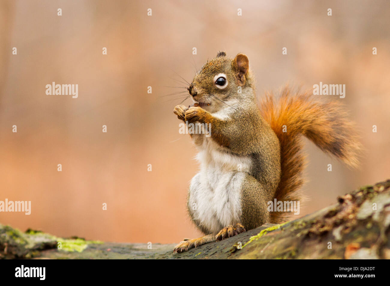 Écureuil roux dans la lumière d'automne Banque D'Images