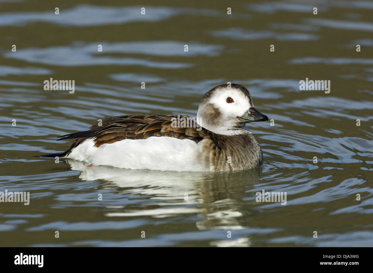 Le Harelde kakawi Clangula hyemalis Banque D'Images