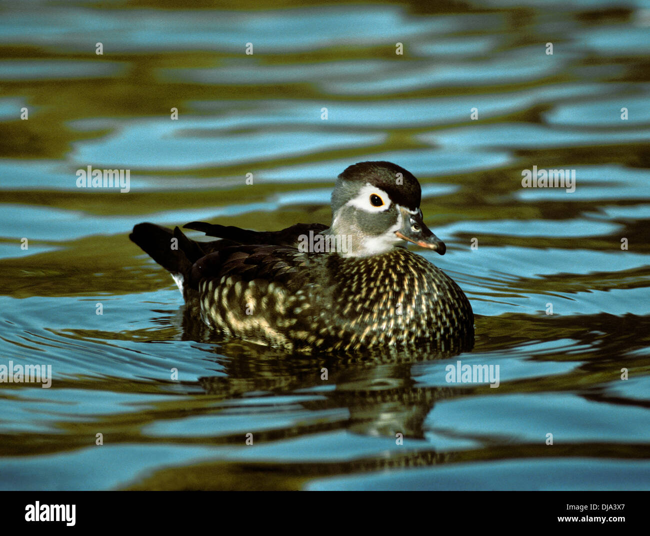 Canard branchu Aix sponsa Banque D'Images