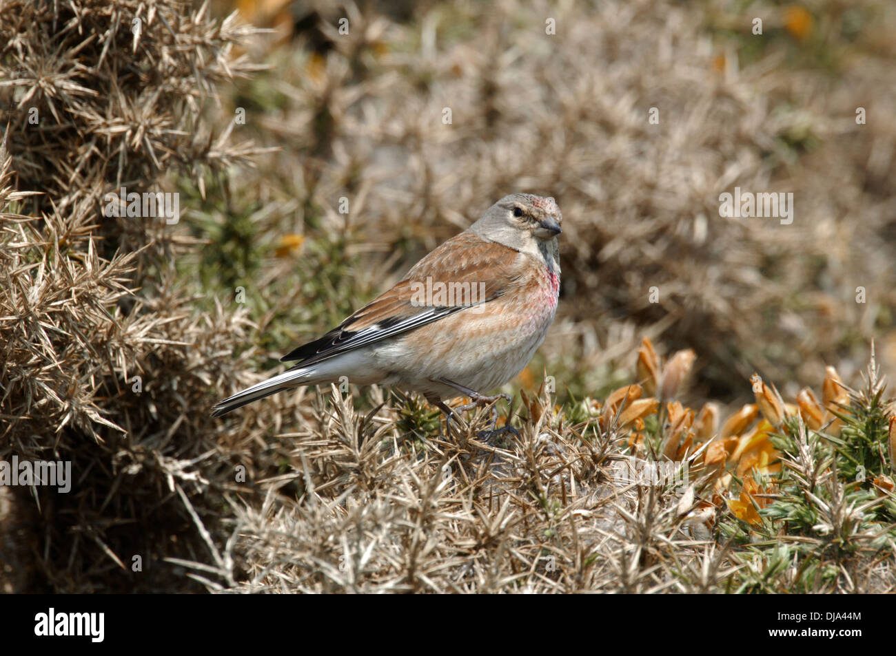 Carduelis cannabina Linnet Banque D'Images