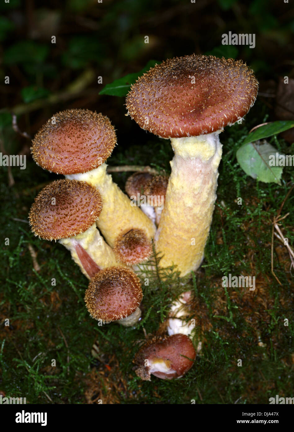 Miel foncé champignon Armillaria, solidipes, Physalacriaceae. (Armillaria ostoyae, Armillariella ostoyae, Armillariella solidipes) Banque D'Images