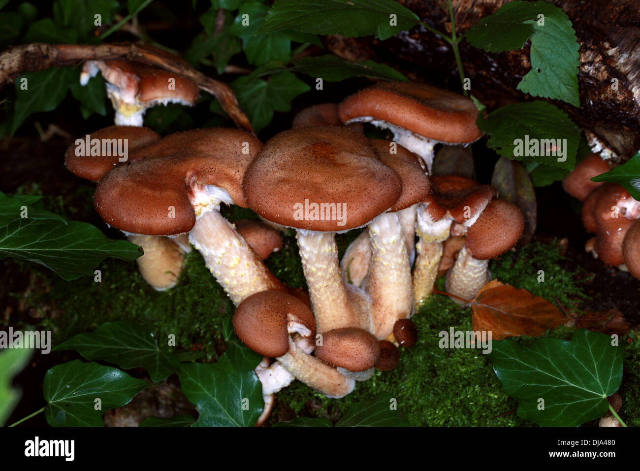 Miel foncé champignon Armillaria, solidipes, Physalacriaceae. (Armillaria ostoyae, Armillariella ostoyae, Armillariella solidipes) Banque D'Images