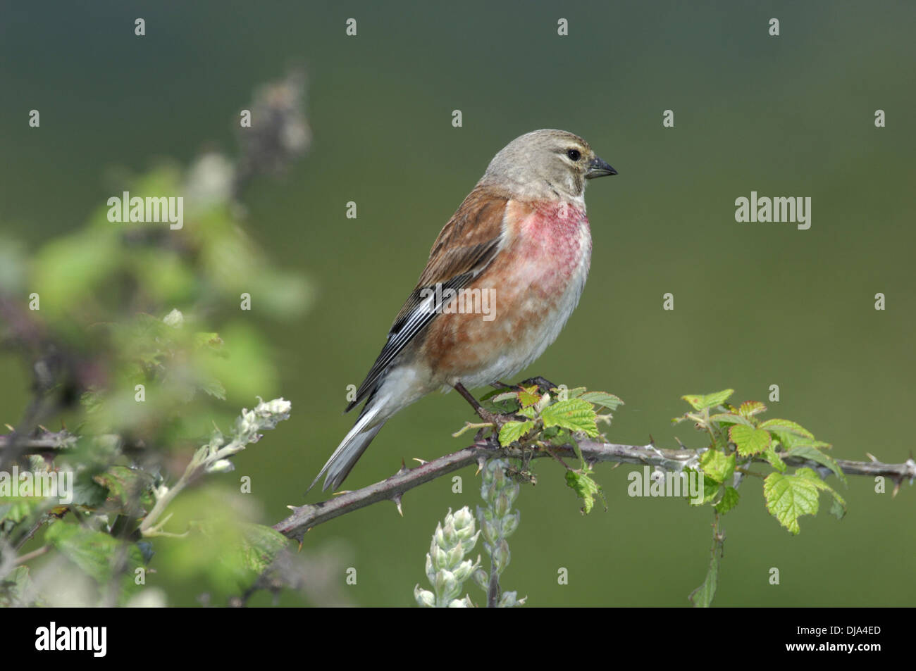 Carduelis cannabina Linnet Banque D'Images