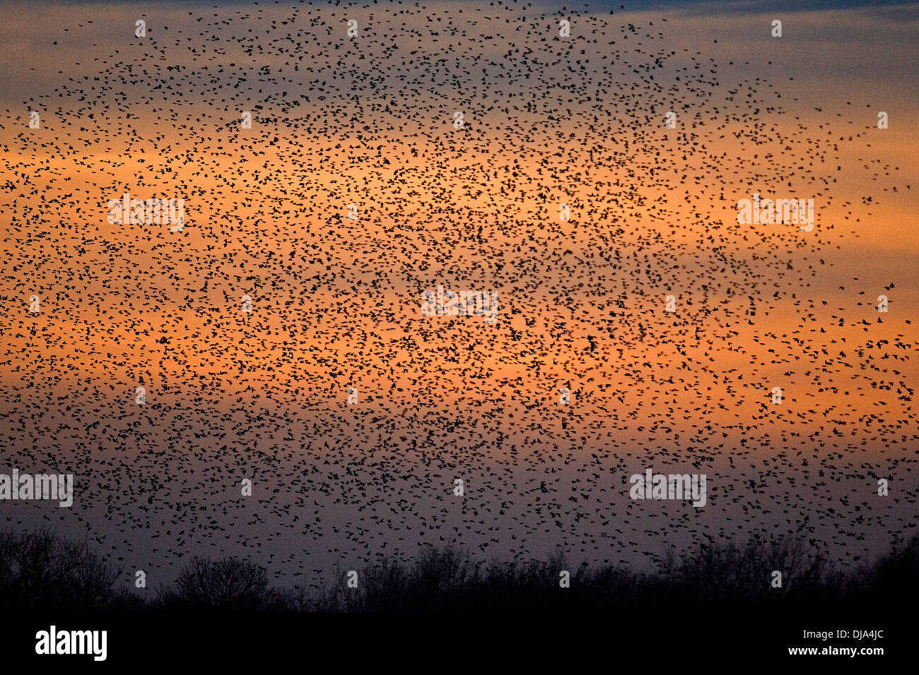 Starling Sturnus vulgaris Banque D'Images