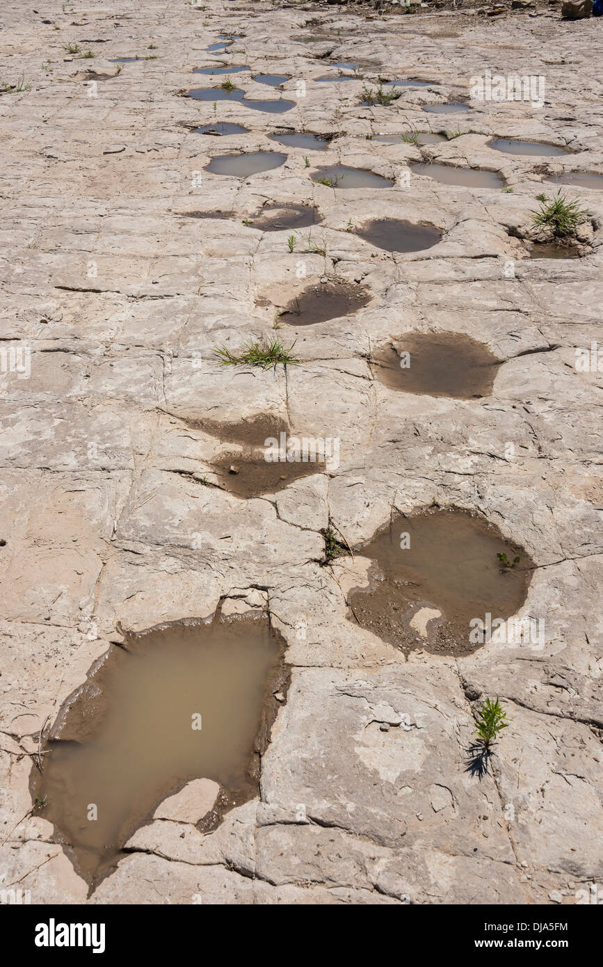 Traces de dinosaures à côté de la rivière Purgatoire, Picketwire Canyonlands, Comanche National Parc au sud de la Junta, Colorado. Banque D'Images