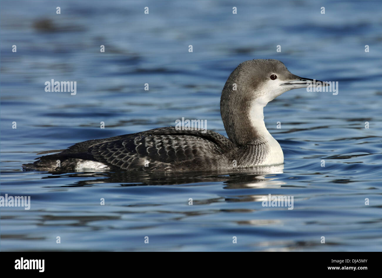 Black-throated Diver Gavia arctica Banque D'Images