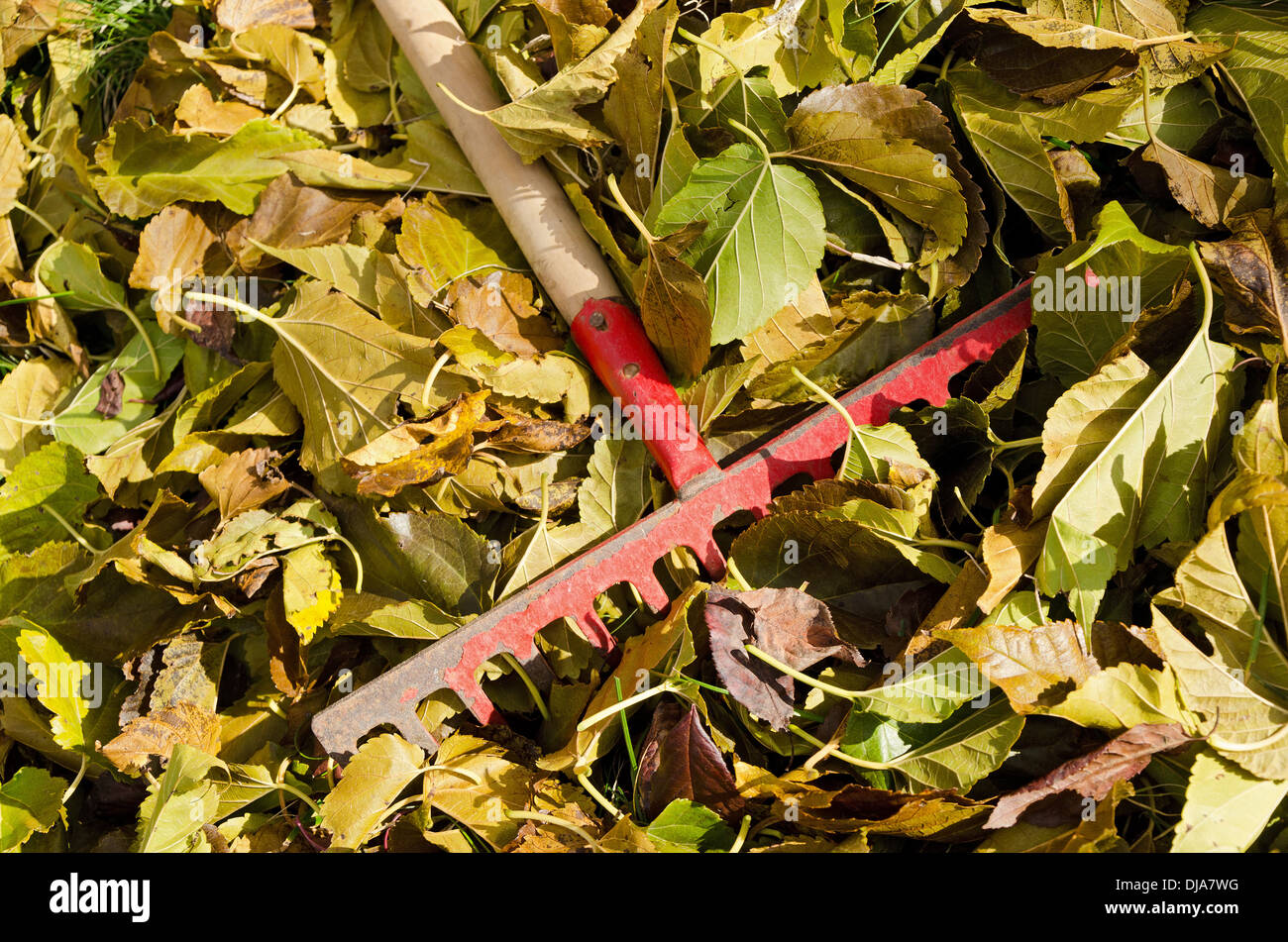 Les feuilles tombées, avec un fil, une pile de feuilles Banque D'Images