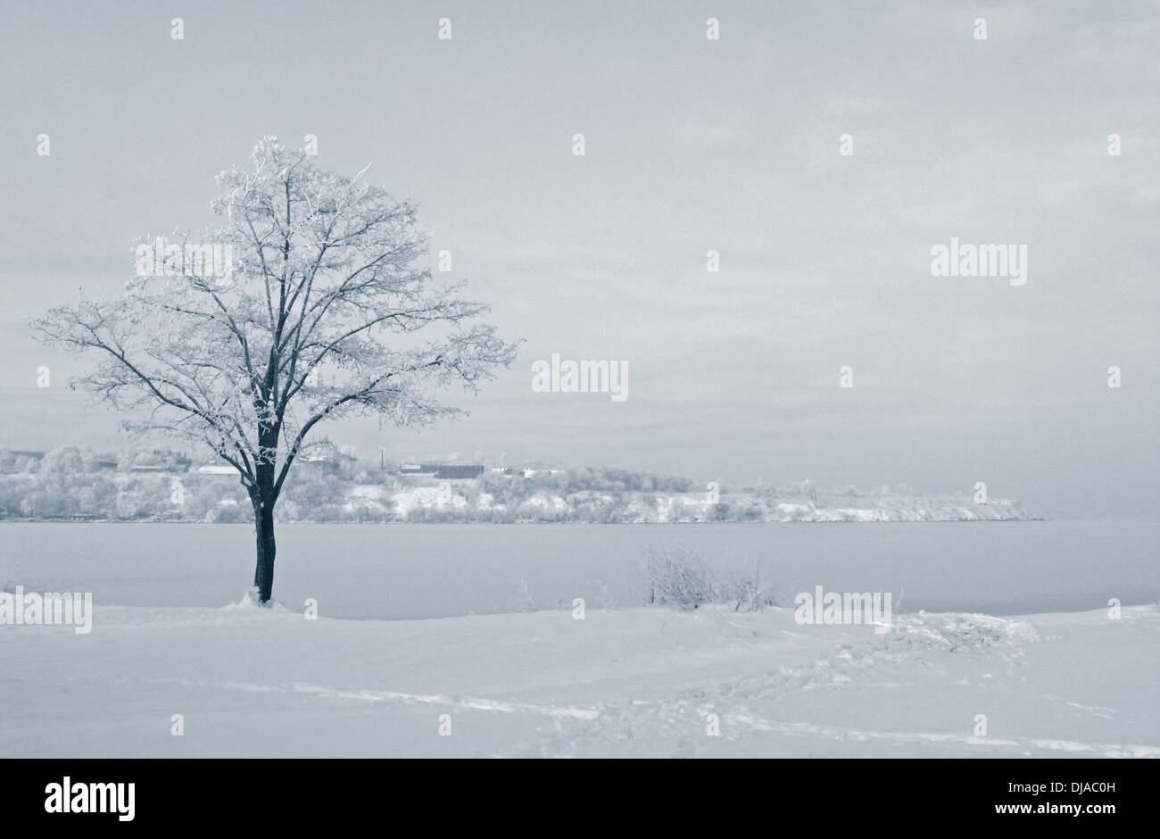 Paysage d'hiver avec arbre à Riverside Banque D'Images