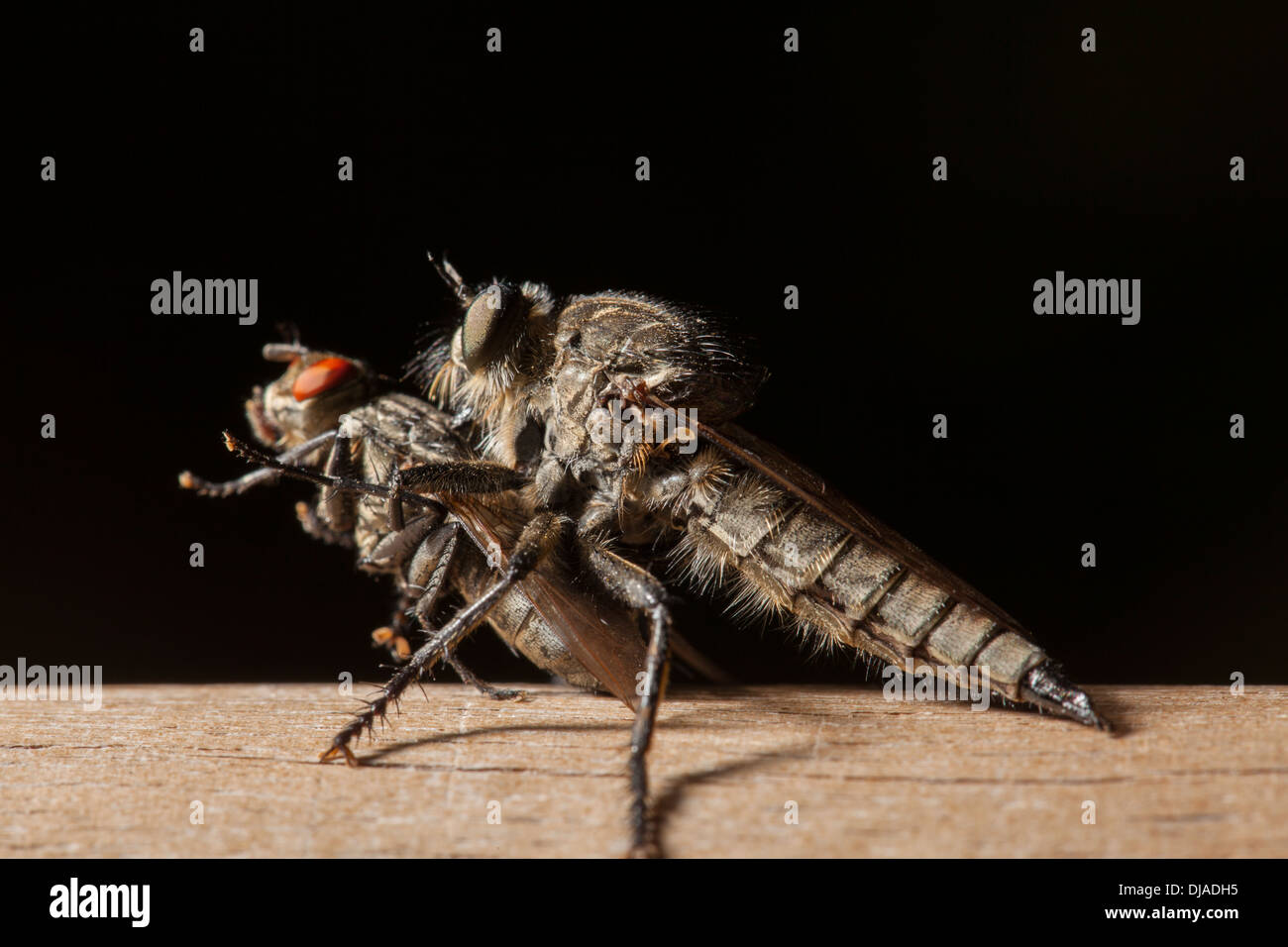 Un Asilidae, voleur ou assassin d'alimentation sur un autre plus petit fly fly Banque D'Images