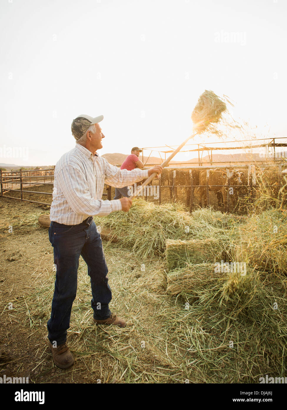 Caucasian farmers forking hay Banque D'Images