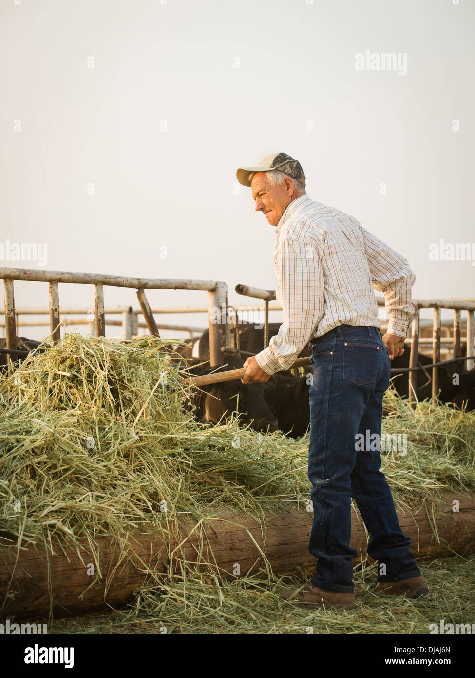 Caucasian farmer forking hay Banque D'Images