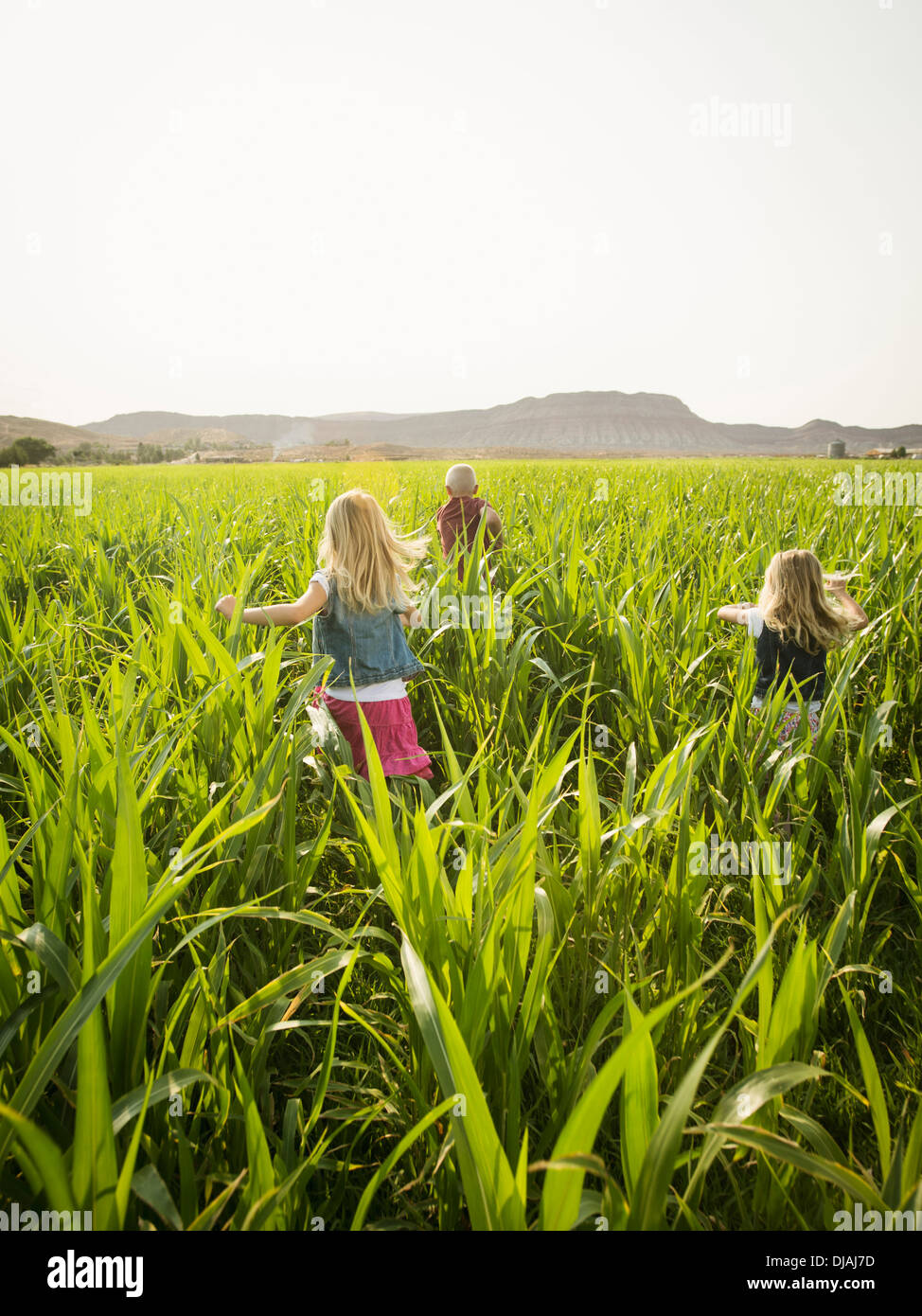 Enfants jouant dans un champ de maïs Banque D'Images