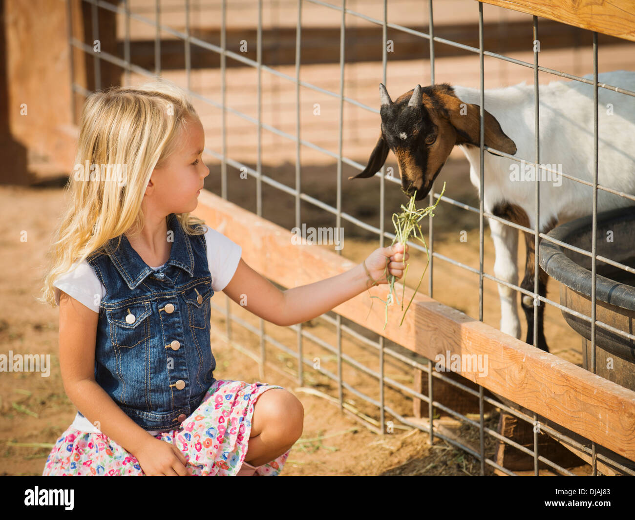 Caucasian girl feeding goat on farm Banque D'Images