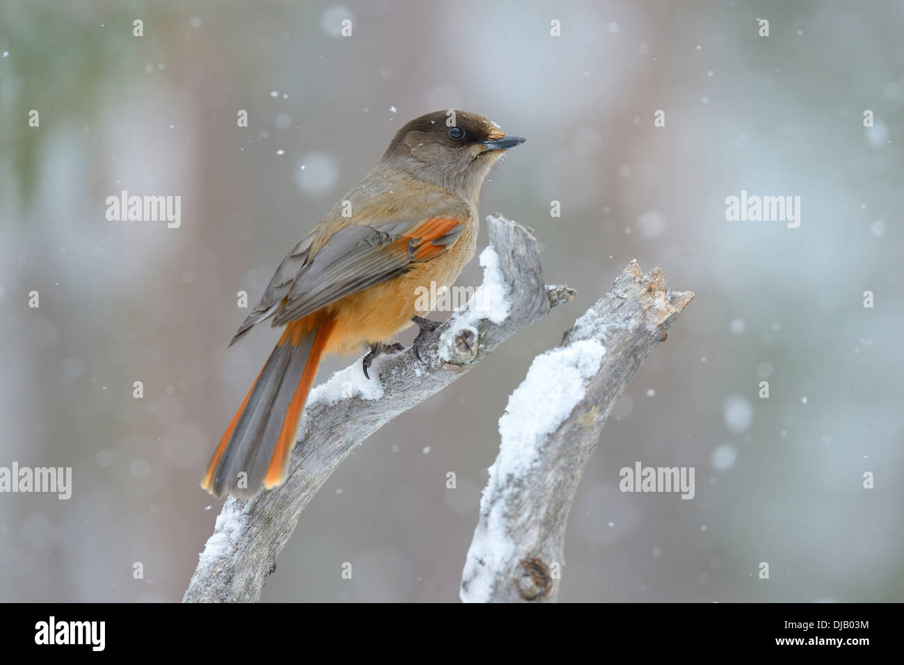 (Perisoreus infaustus de Sibérie) au cours de la perchaude sur neige légère, Parc National d'Oulanka, Kuusamo, Finlande Banque D'Images