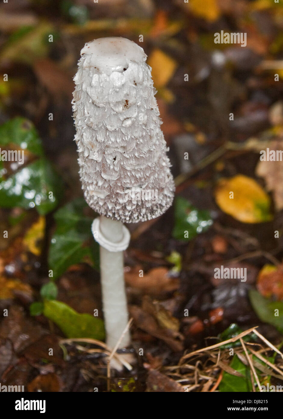 Shaggy Cap d'encre (Coprinus comatus) Toadstool Banque D'Images