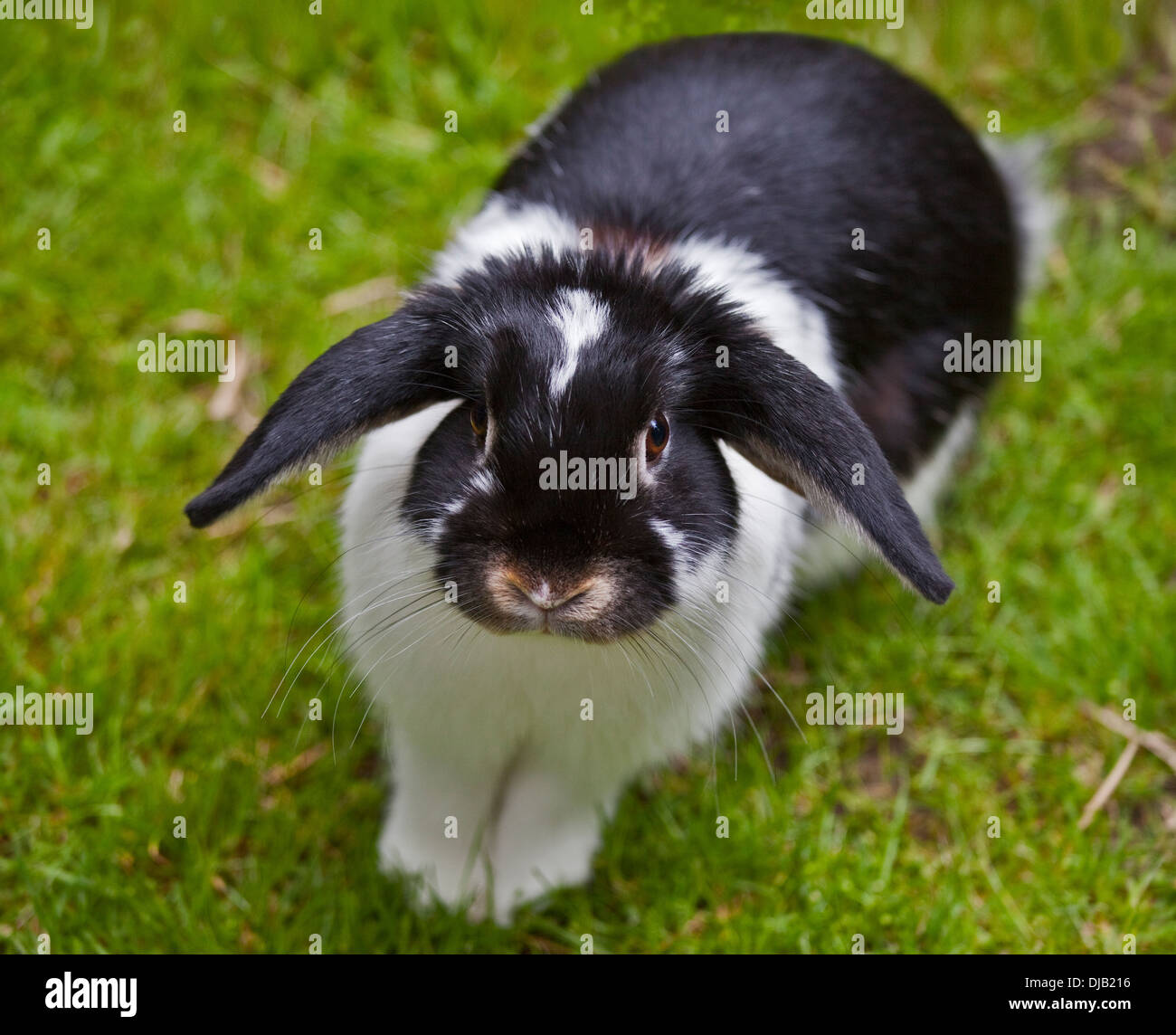 Black and white dwarf rabbit Banque de photographies et d’images à ...